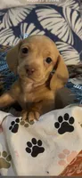 Cash, a male Miniature Dachshund for sale in Crossville, TN – 5 of 7