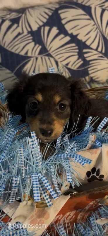 Ollie – Miniature Dachshund puppy for sale in Crossville, TN