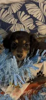 Ollie, a male Miniature Dachshund for sale in Crossville, TN – 1 of 4