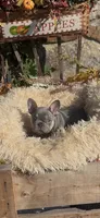 Luka, a male French Bulldog for sale in Crossville, TN – 3 of 4