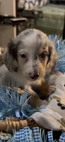 Ziggy, a male Miniature Dachshund for sale in Crossville, TN – 8 of 10