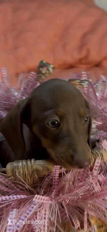 Sadie – Miniature Dachshund puppy for sale in Crossville, TN