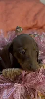 Sadie, a female Miniature Dachshund for sale in Crossville, TN – 1 of 2