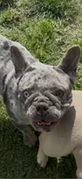 Pepper, a female French Bulldog for sale in Crossville, TN – 8 of 8