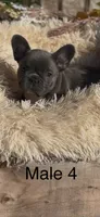 Louie, a male French Bulldog for sale in Crossville, TN – 5 of 6