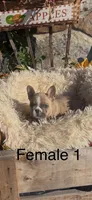 Joleane, a female French Bulldog for sale in Crossville, TN – 3 of 4