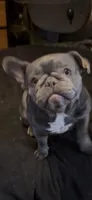 Fushia, a female French Bulldog for sale in Crossville, TN – Photo 1 of 4