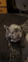 Fushia, a female French Bulldog for sale in Crossville, TN – Photo 2 of 4