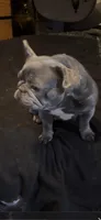 Fushia, a female French Bulldog for sale in Crossville, TN – Photo 3 of 4