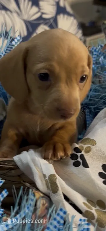 Cash – Miniature Dachshund puppy for sale in Crossville, TN