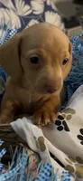 Cash, a male Miniature Dachshund for sale in Crossville, TN – 1 of 7