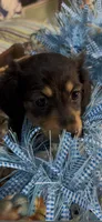 Ollie, a male Miniature Dachshund for sale in Crossville, TN – 2 of 4