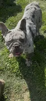Pepper, a female French Bulldog for sale in Crossville, TN – 3 of 8