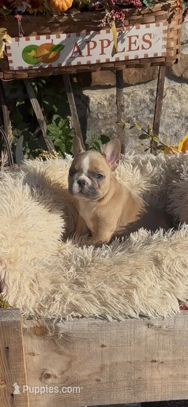 Joleane – French Bulldog puppy for sale in Crossville, TN