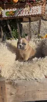Joleane, a female French Bulldog for sale in Crossville, TN – 1 of 4