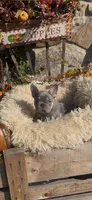 Luka, a male French Bulldog for sale in Crossville, TN – 2 of 4