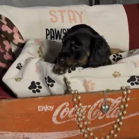 Kiwi, a female Miniature Dachshund for sale in Crossville, TN – Photo 3 of 3