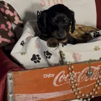 Kiwi, a female Miniature Dachshund for sale in Crossville, TN – Photo 1 of 3