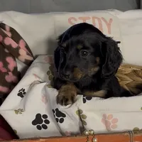 Kiwi, a female Miniature Dachshund for sale in Crossville, TN – Photo 2 of 3