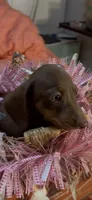 Sadie, a female Miniature Dachshund for sale in Crossville, TN – 2 of 2