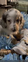 Ziggy, a male Miniature Dachshund for sale in Crossville, TN – 2 of 10