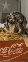 Pebbles, a female Miniature Dachshund for sale in Crossville, TN – Photo 4 of 6