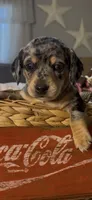 Pebbles, a female Miniature Dachshund for sale in Crossville, TN – Photo 5 of 6
