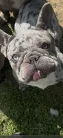 Pepper, a female French Bulldog for sale in Crossville, TN – 7 of 8