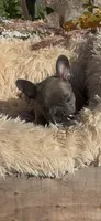 Belushi, a male French Bulldog for sale in Crossville, TN – 2 of 4