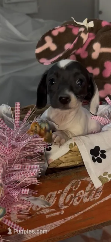 Sophie – Miniature Dachshund puppy for sale in Crossville, TN