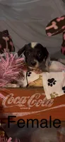 Sophie, a female Miniature Dachshund for sale in Crossville, TN – Photo 4 of 4