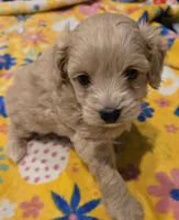 Loki, a male Pomapoo for sale in Madison, AL – Photo 2 of 5