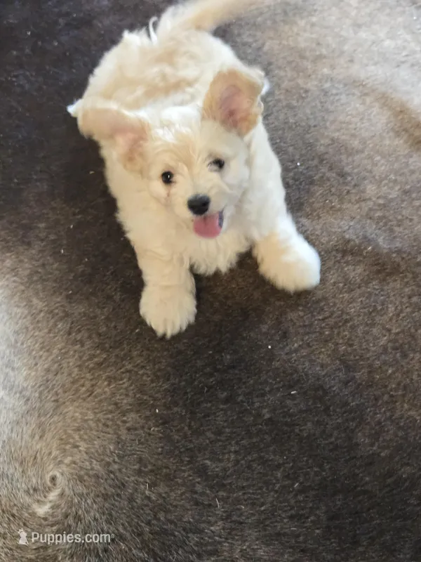 Loki – Pomapoo puppy for sale in Madison, AL