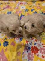 Loki, a male Pomapoo for sale in Madison, AL – Photo 4 of 5