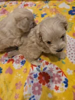 Loki, a male Pomapoo for sale in Madison, AL – Photo 3 of 5