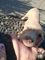 Flower, a female American Staffordshire Terrier and American Pit Bull Terrier for sale in North Highlands, CA – Photo 2 of 3