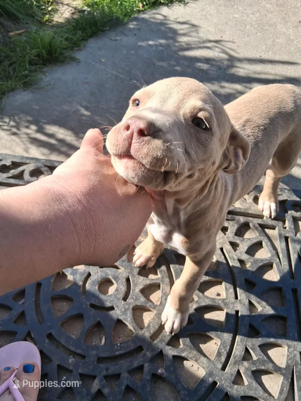 Flower – American Staffordshire Terrier, American Pit Bull Terrier puppy for sale in North Highlands, CA