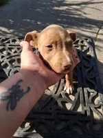 Star, a female American Staffordshire Terrier and American Pit Bull Terrier for sale in North Highlands, CA – Photo 3 of 3