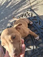 Star, a female American Staffordshire Terrier and American Pit Bull Terrier for sale in North Highlands, CA – Photo 2 of 3