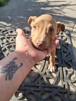 Star, a female American Staffordshire Terrier and American Pit Bull Terrier for sale in North Highlands, CA – Photo 1 of 3