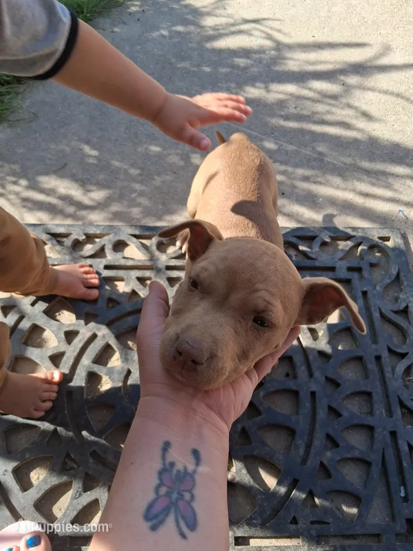 Minnie  – American Staffordshire Terrier, American Pit Bull Terrier puppy for sale in North Highlands, CA