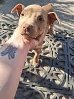 Minnie , a female American Staffordshire Terrier and American Pit Bull Terrier for sale in North Highlands, CA – Photo 2 of 3