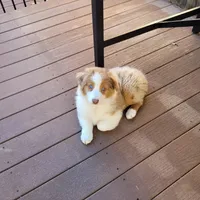 Mira, a female Australian Shepherd for sale in Attica, IN – Photo 2 of 2