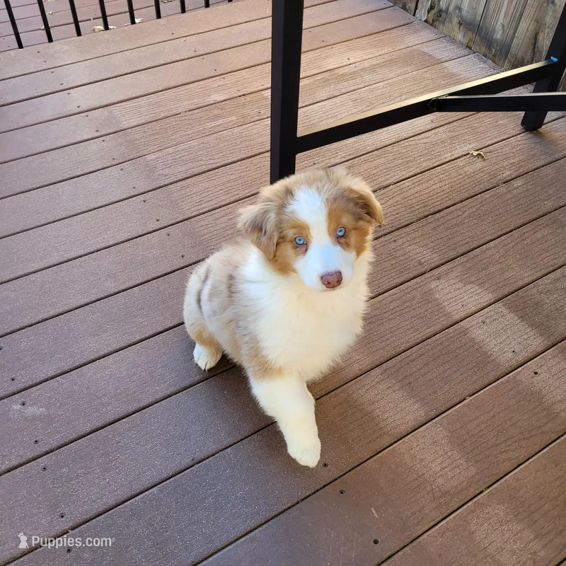 Mira – Australian Shepherd puppy for sale in Attica, IN