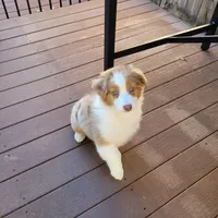 Mira, a female Australian Shepherd for sale in Attica, IN – Photo 1 of 2