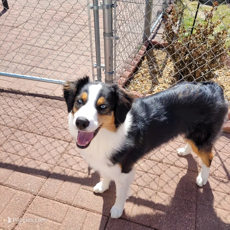 Journey – Australian Shepherd puppy for sale in Attica, IN