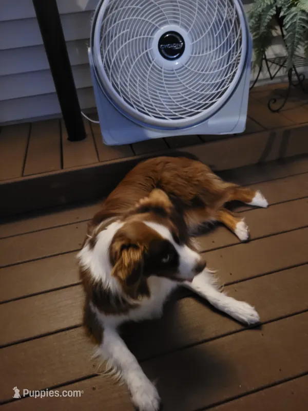 Nova – Australian Shepherd puppy for sale in Attica, IN