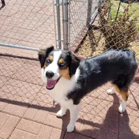 Journey, a female Australian Shepherd for sale in Attica, IN – Photo 2 of 3