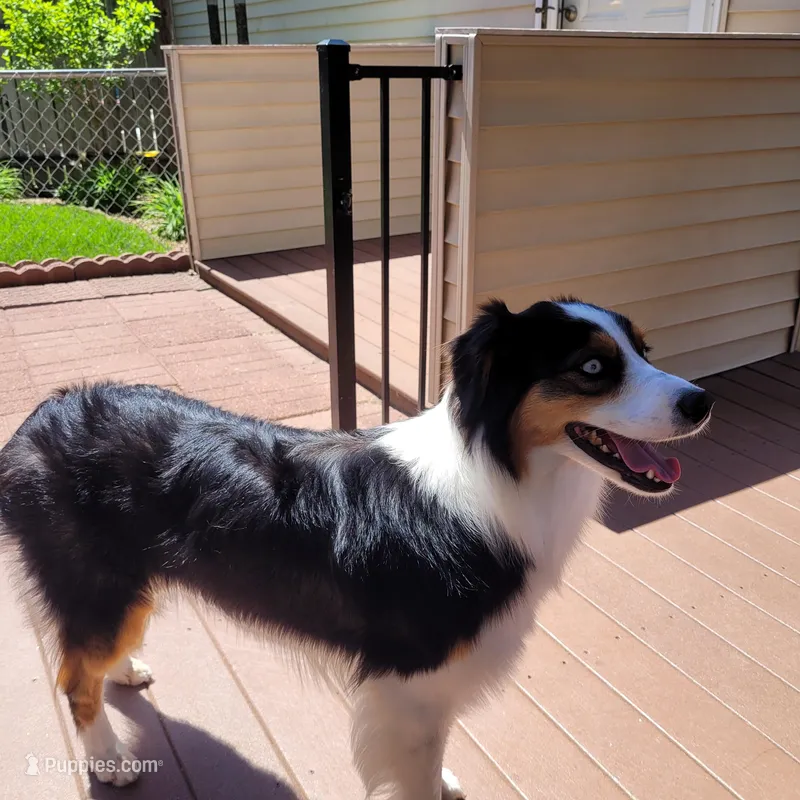 Journey – Australian Shepherd puppy for sale in Attica, IN