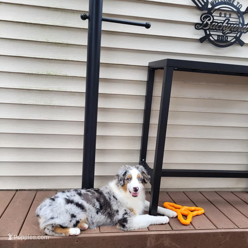 Ivy – Australian Shepherd puppy for sale in Attica, IN